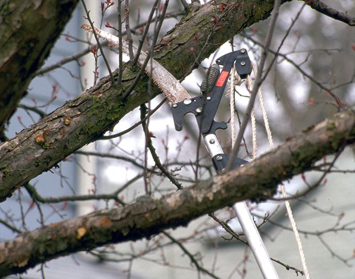 "Tree-tally The Best: The Top 5  Hand Saws for Cutting Trees"